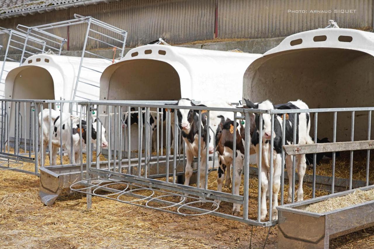 Gite Familial Ferme Des Aujes Falaen Onhaye Eksteriør bilde